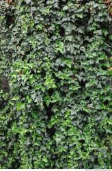Photo Textures of Ivy